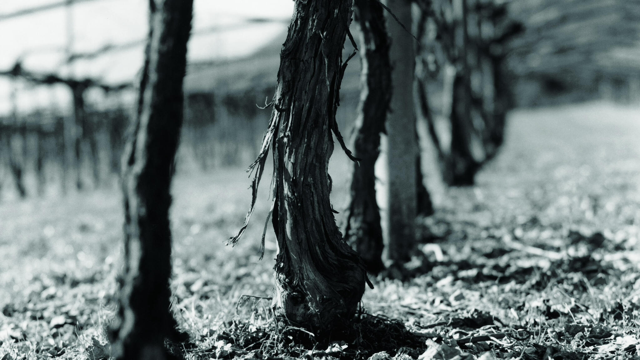 Baron di Pauli Cover Image