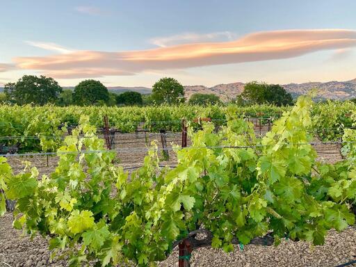 Acre Wines Image