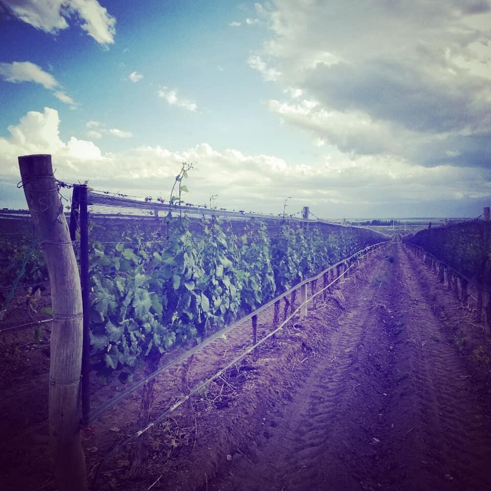 Antonio Mas Wines Cover Image
