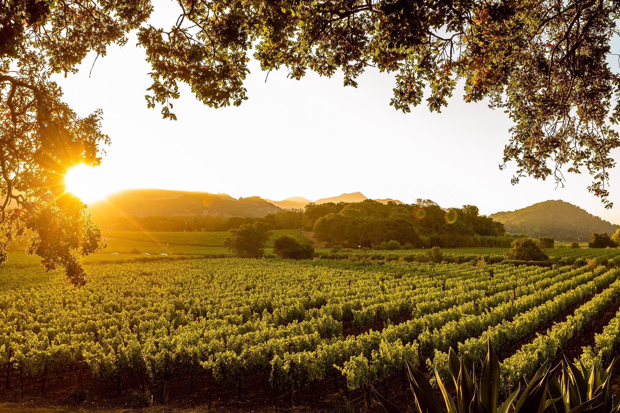 PlumpJack Winery Cover Image