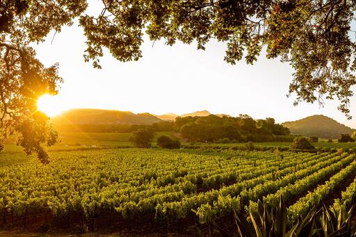 PlumpJack Winery Image