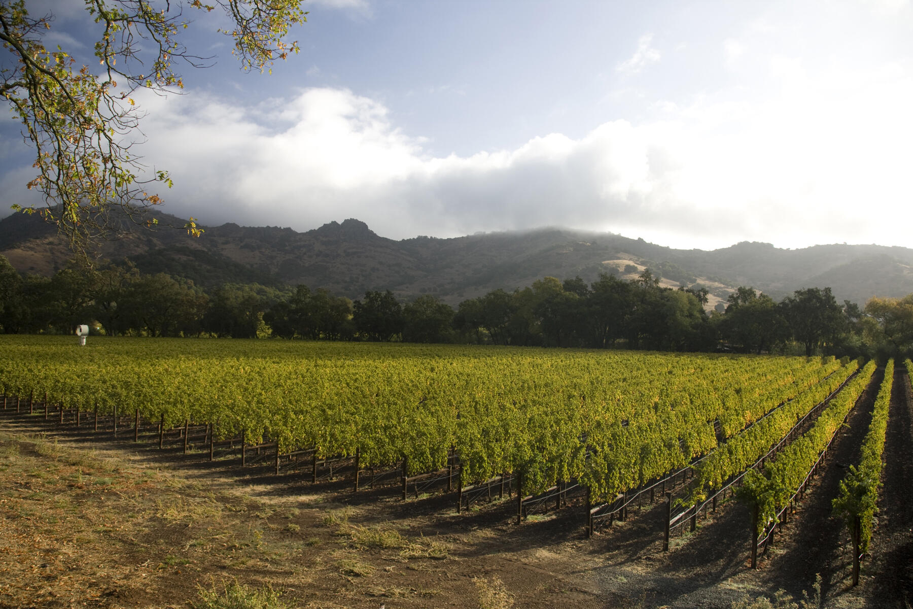 Stag's Leap Wine Cellars Cover Image