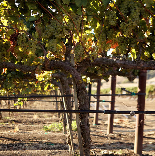 The Prisoner Wine Company Image