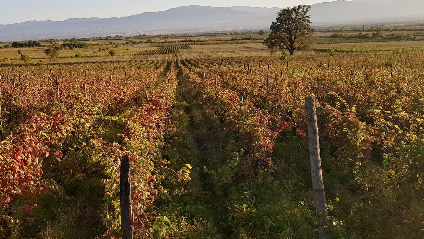 Babunidze Wines Cover Image