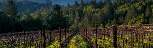 Dalecio Family Wines Image