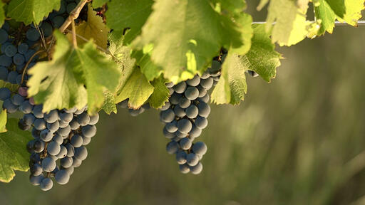 Bodegas Callia Image