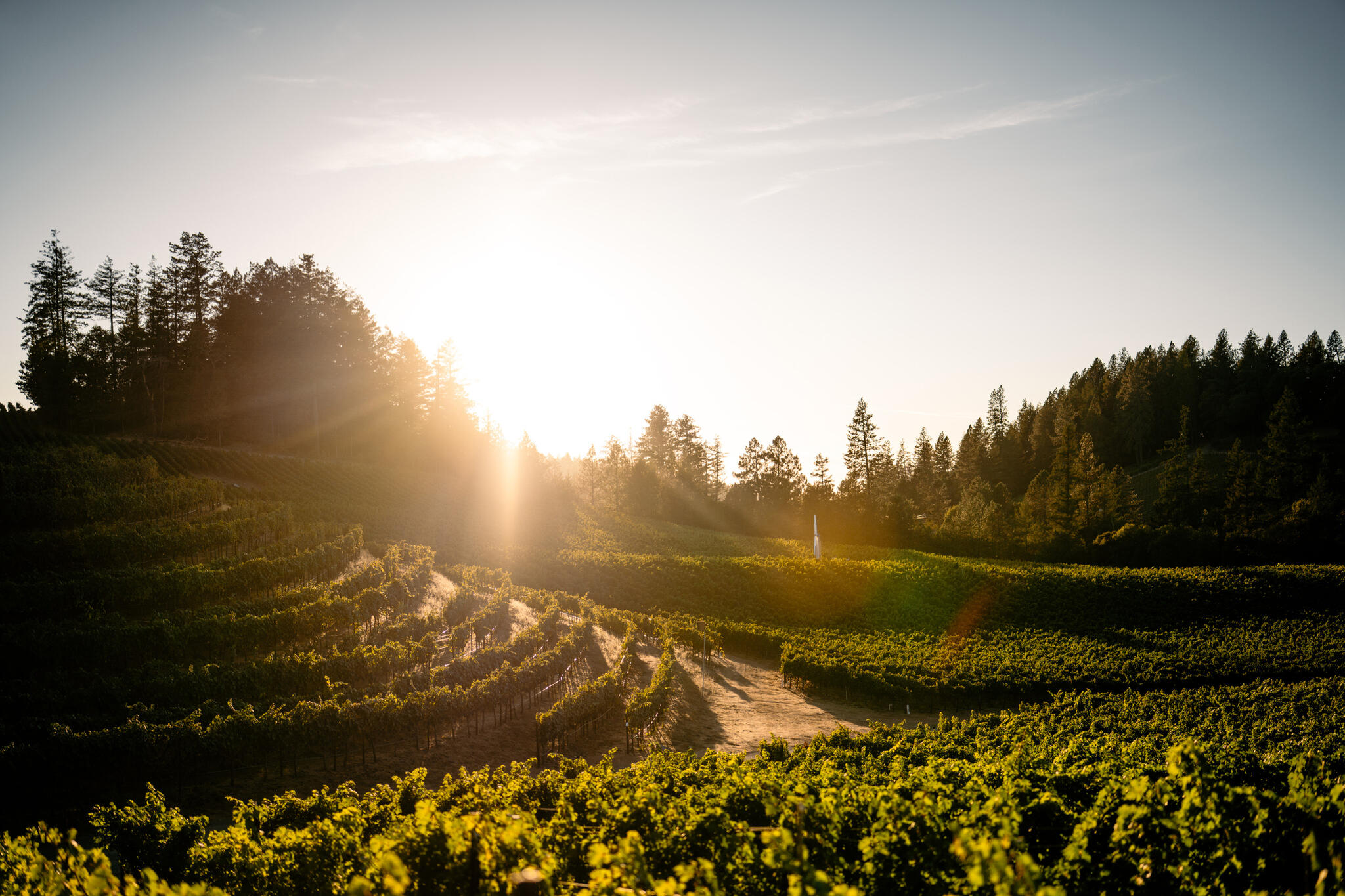 La Jota Vineyard Co. Cover Image