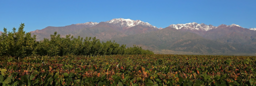 Finca Beth Vineyards Image