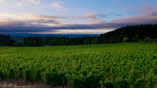 Dowsett Family Winery Image
