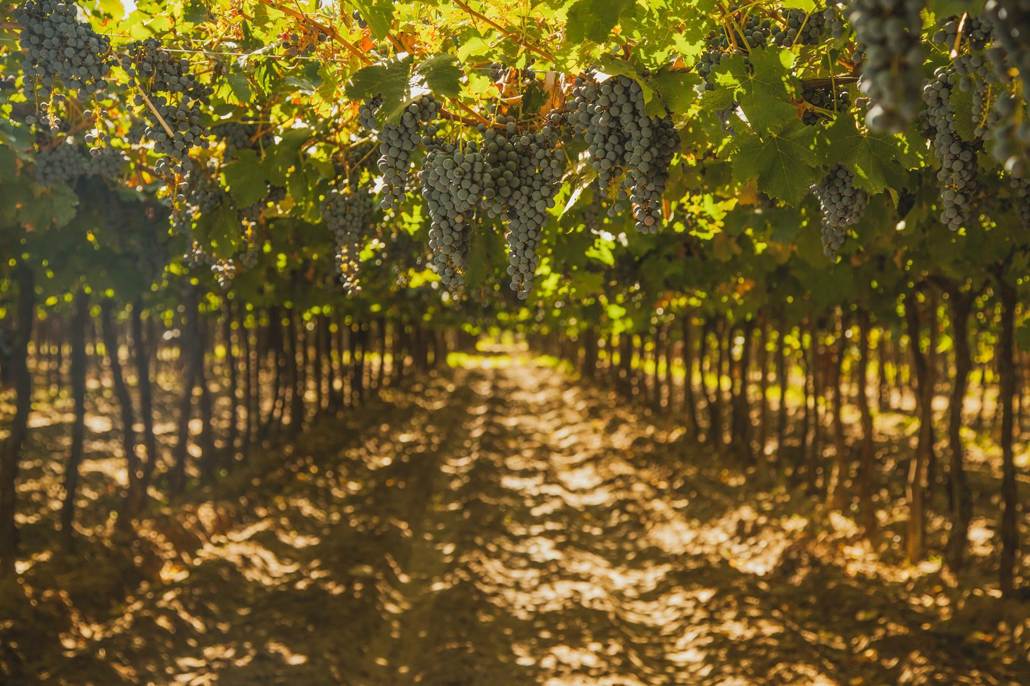 Bodega Santa Julia Cover Image