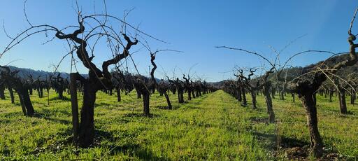 Von Strasser Family of Wines Image