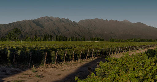 Bodega Argento Image