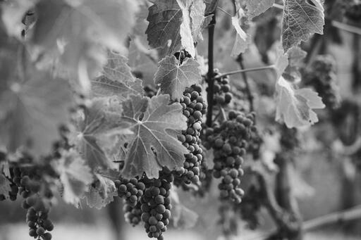 Italics Winegrowers Image