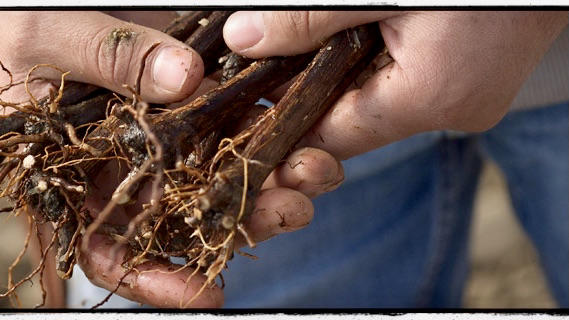 Cayuse Vineyards Cover Image