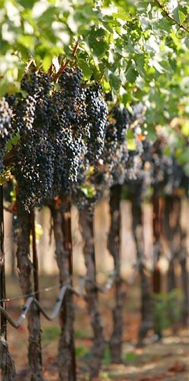 Tom Scott Vineyard Barn Burner Cabernet Sauvignon Bottle Preview