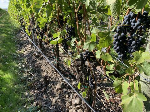 Moonbase Cellars Image