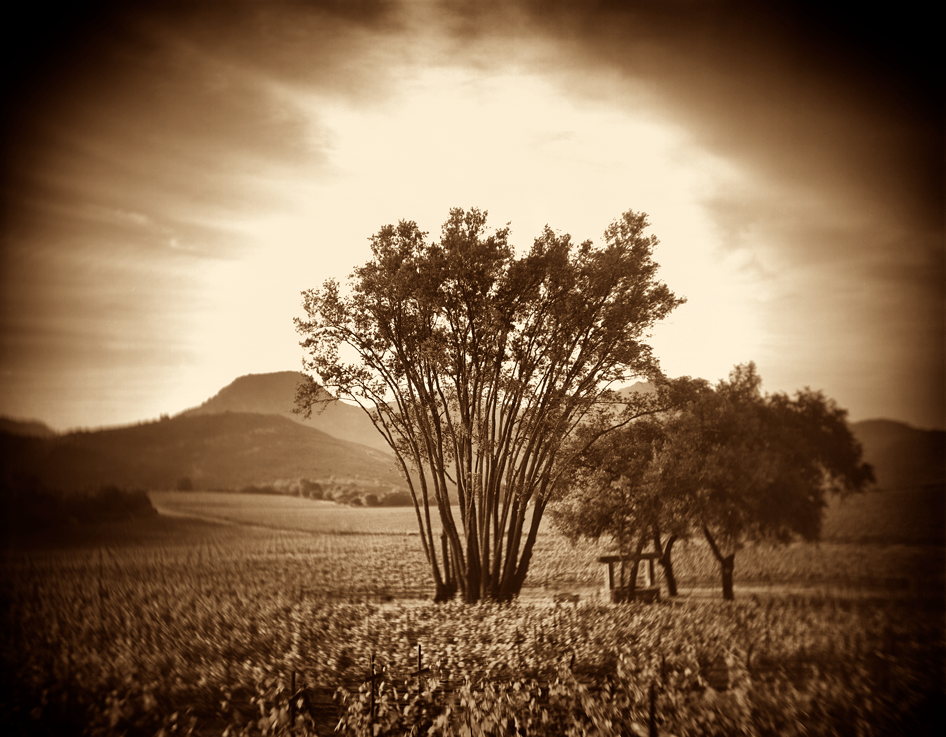 Brion Wines Cover Image
