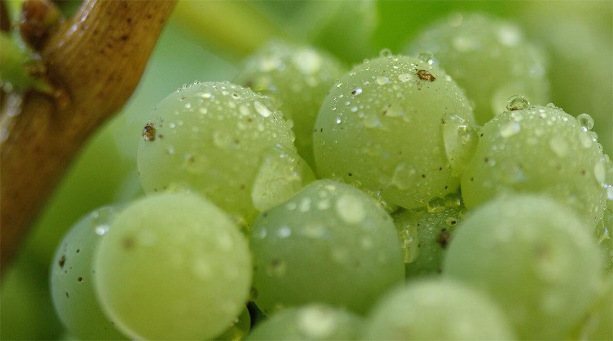 Joel Gott Wines Cover Image