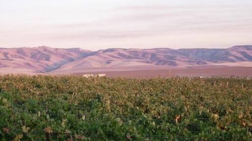Bergevin Lane Vineyards Image