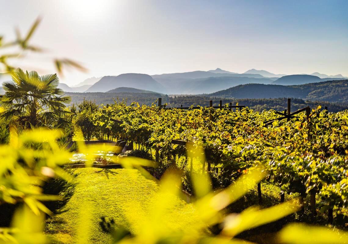 Rohregger Weingut Tenuta Cover Image