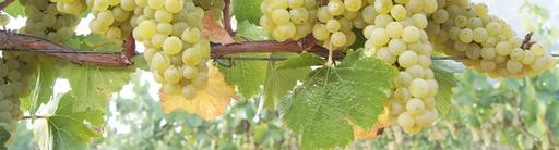 Ektimo Vineyards Image