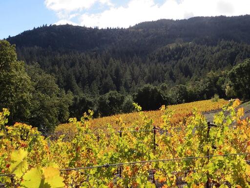 Thomas-Hsi Vineyards Image