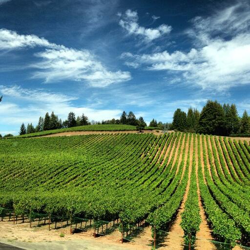 Checkerboard Vineyards Image
