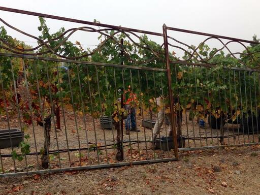 Juslyn Vineyards Image