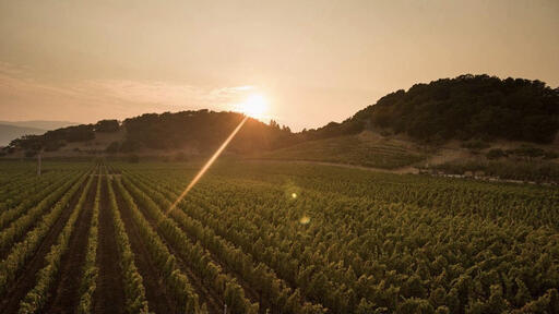 Baldacci Family Vineyards Image