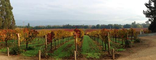 Celani Family Vineyards Image