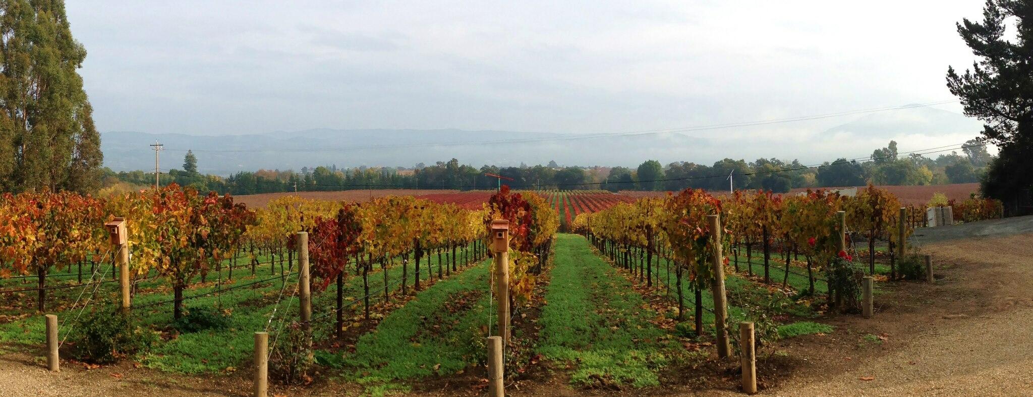 Celani Family Vineyards Cover Image