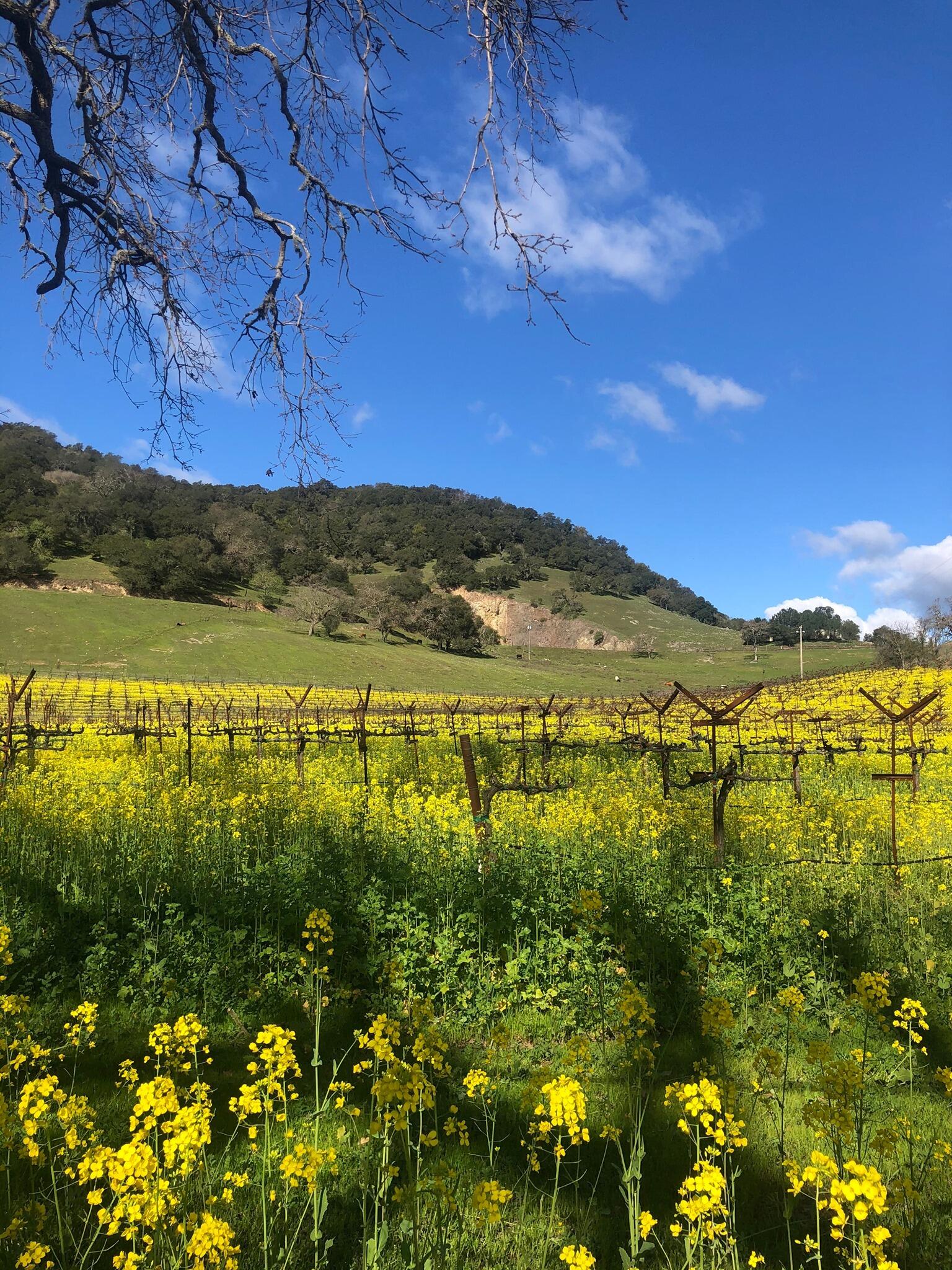 Arietta Wine Cover Image