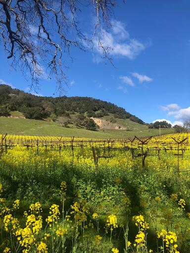 Arietta Wine Image