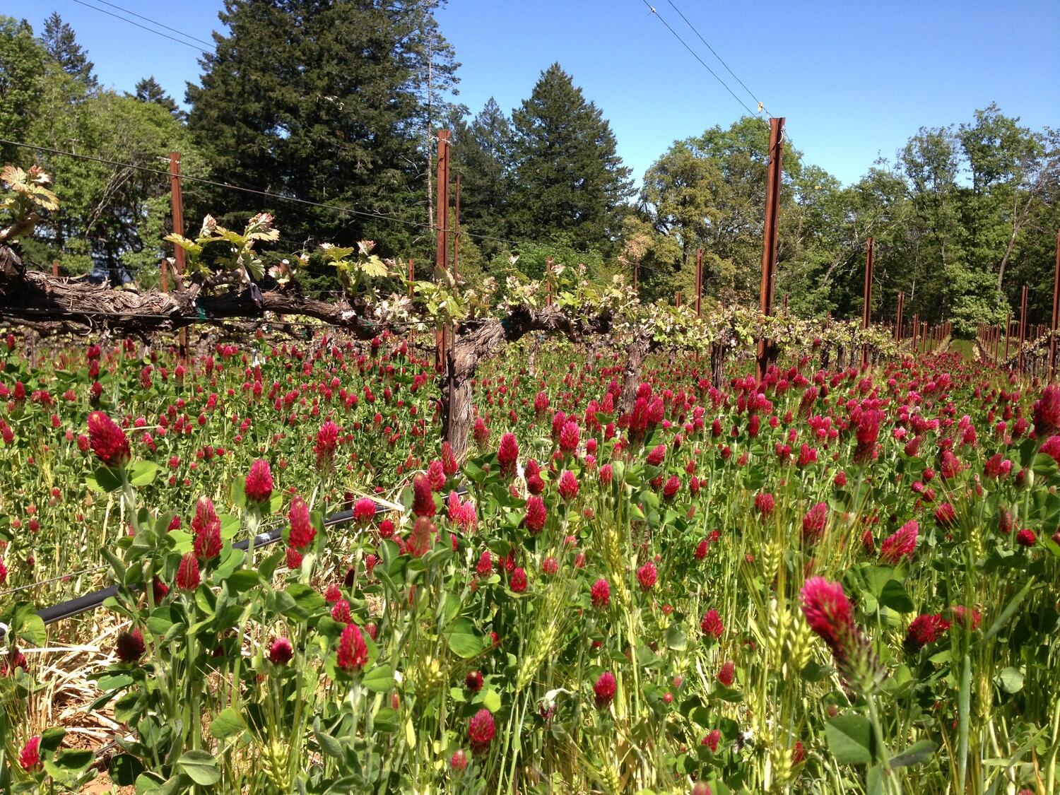 Angwin Estate Vineyards Cover Image