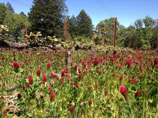 Angwin Estate Vineyards Image