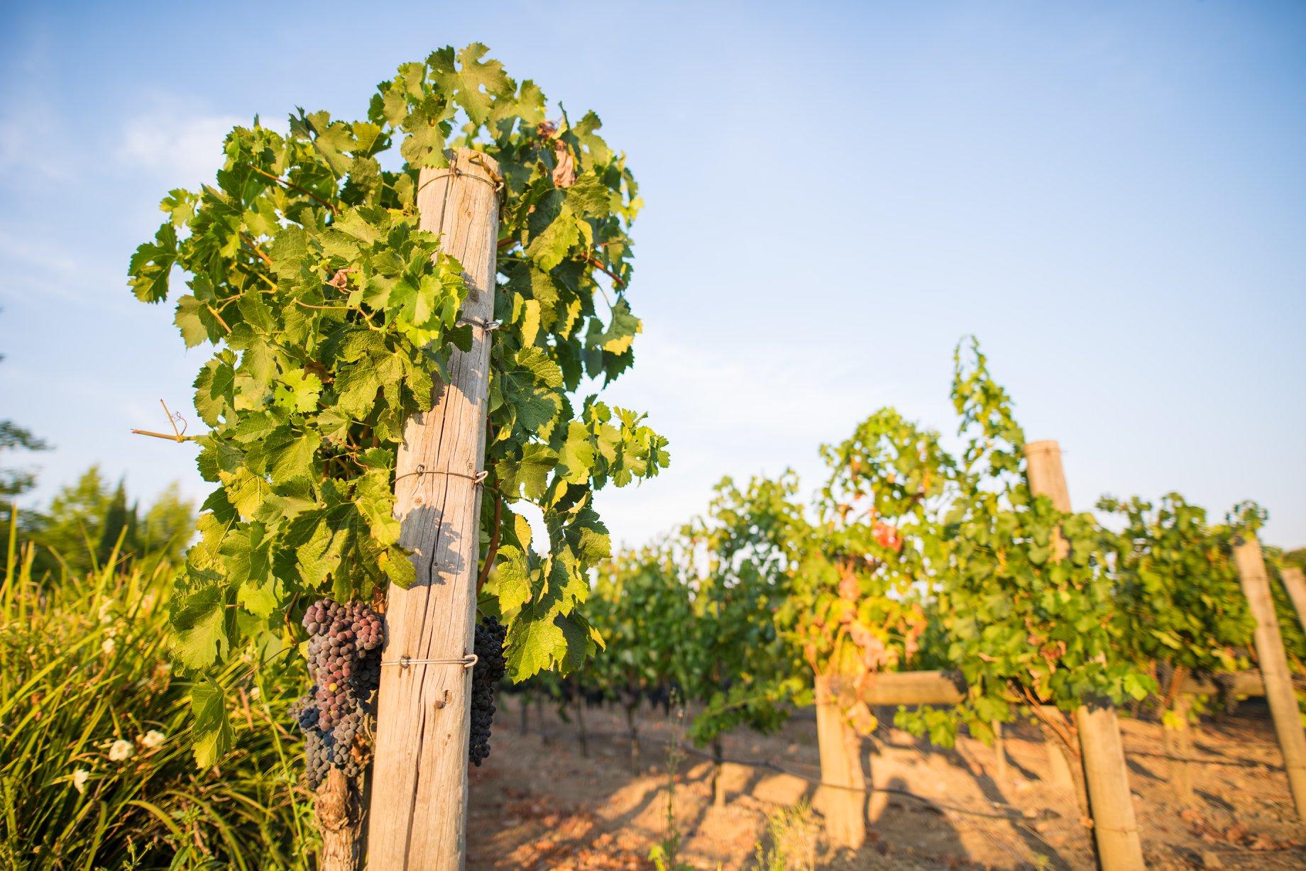 John Anthony Vineyards Cover Image