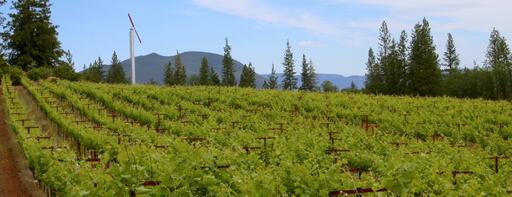 Peter Franus Wine Company Image