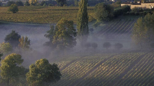 Château La Carelle Image