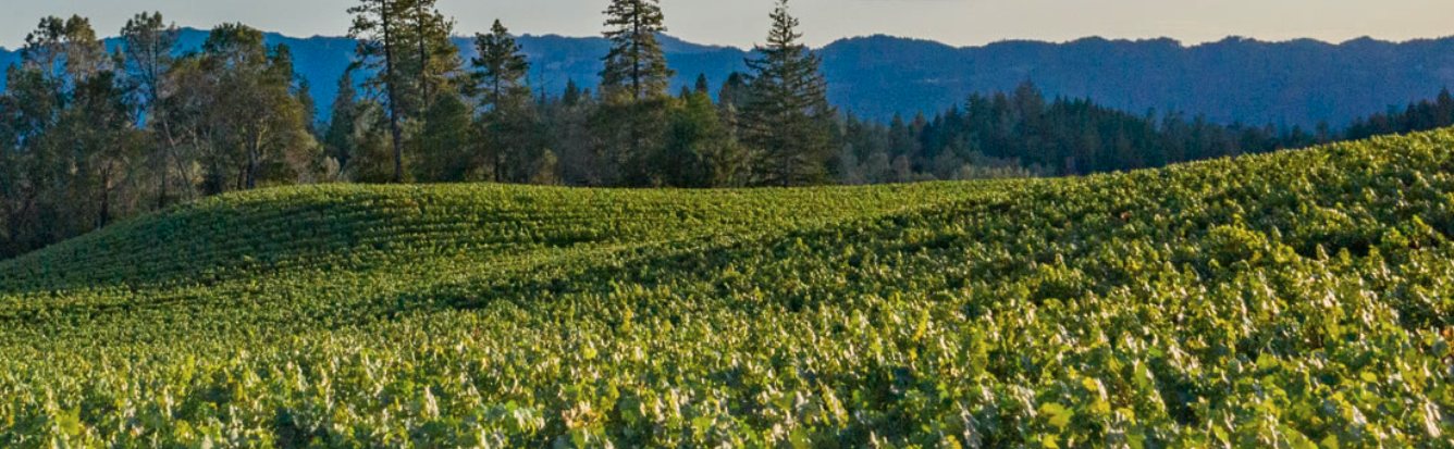 O'Shaughnessy Estate Winery Cover Image