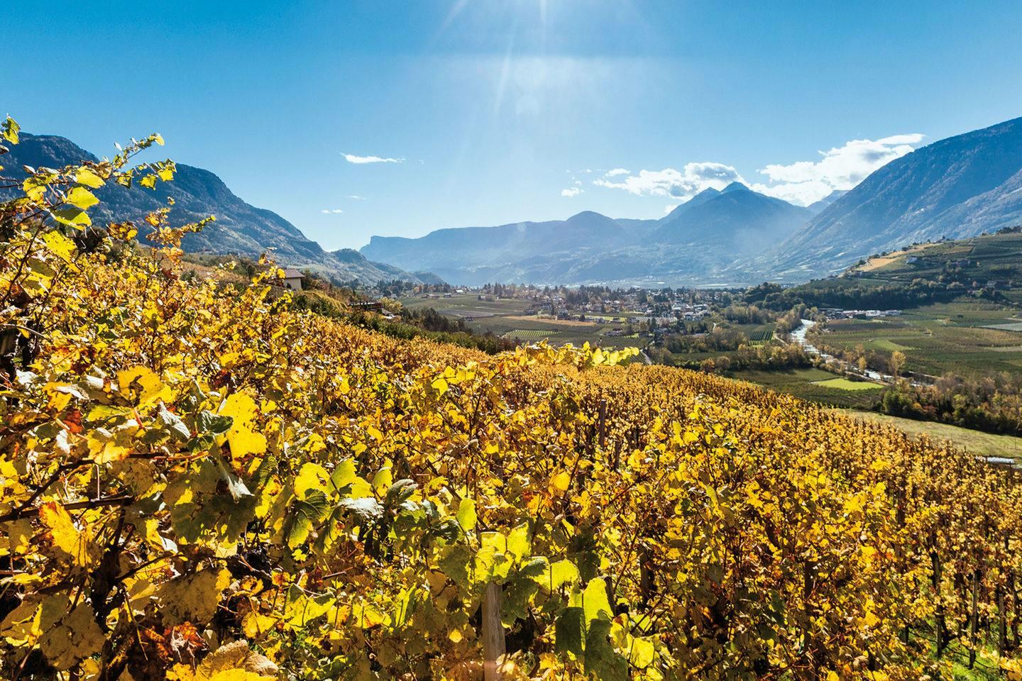 Weingut Pföstl Cover Image