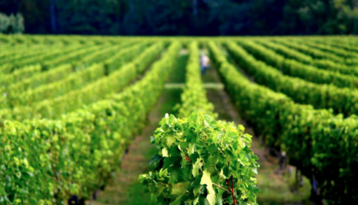 Château Belregard Figeac Image