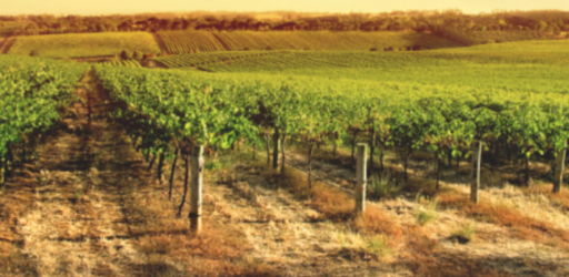 Mithra Winery Image