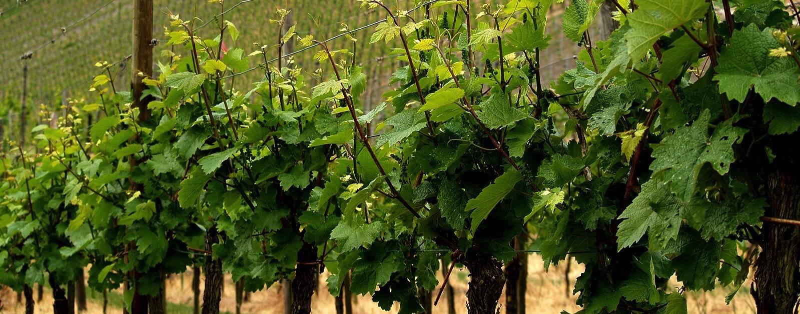Vignobles Borderie Cover Image