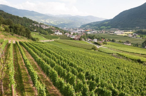 Pacherhof Image