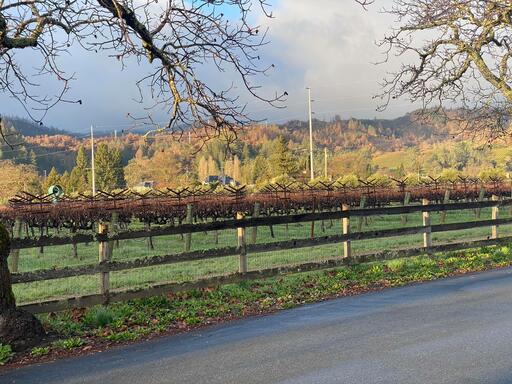 Anomaly Vineyards Image