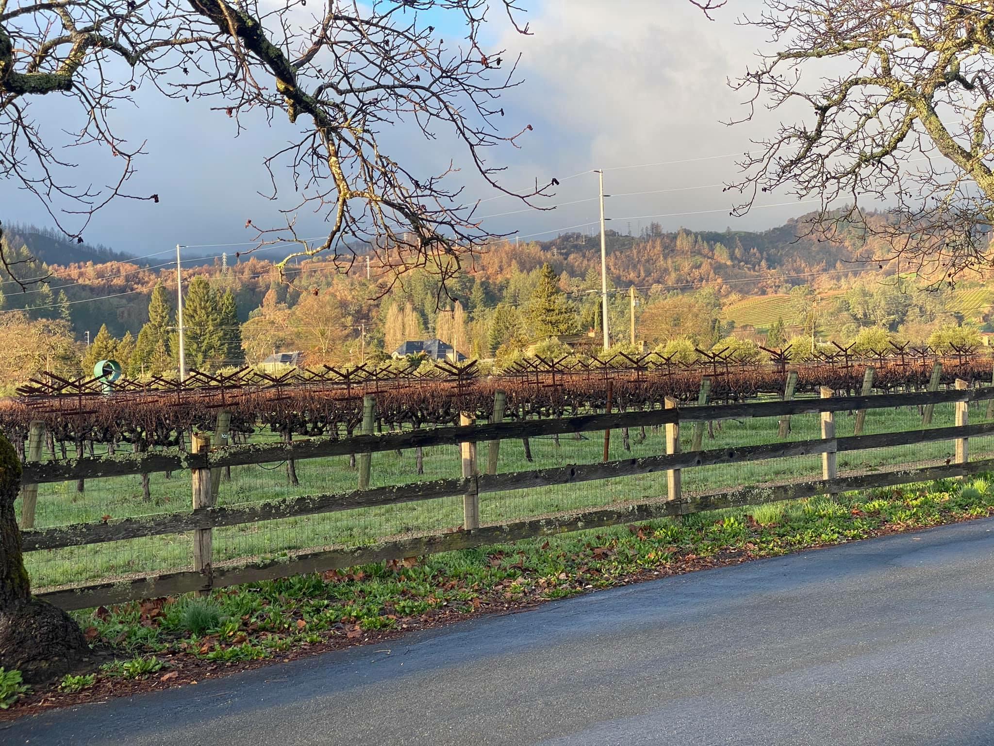 Anomaly Vineyards Cover Image