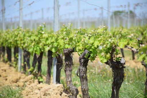 BORDEAUX FAMILIES Image