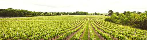 SCEA Vignobles Joel Dupuy Image