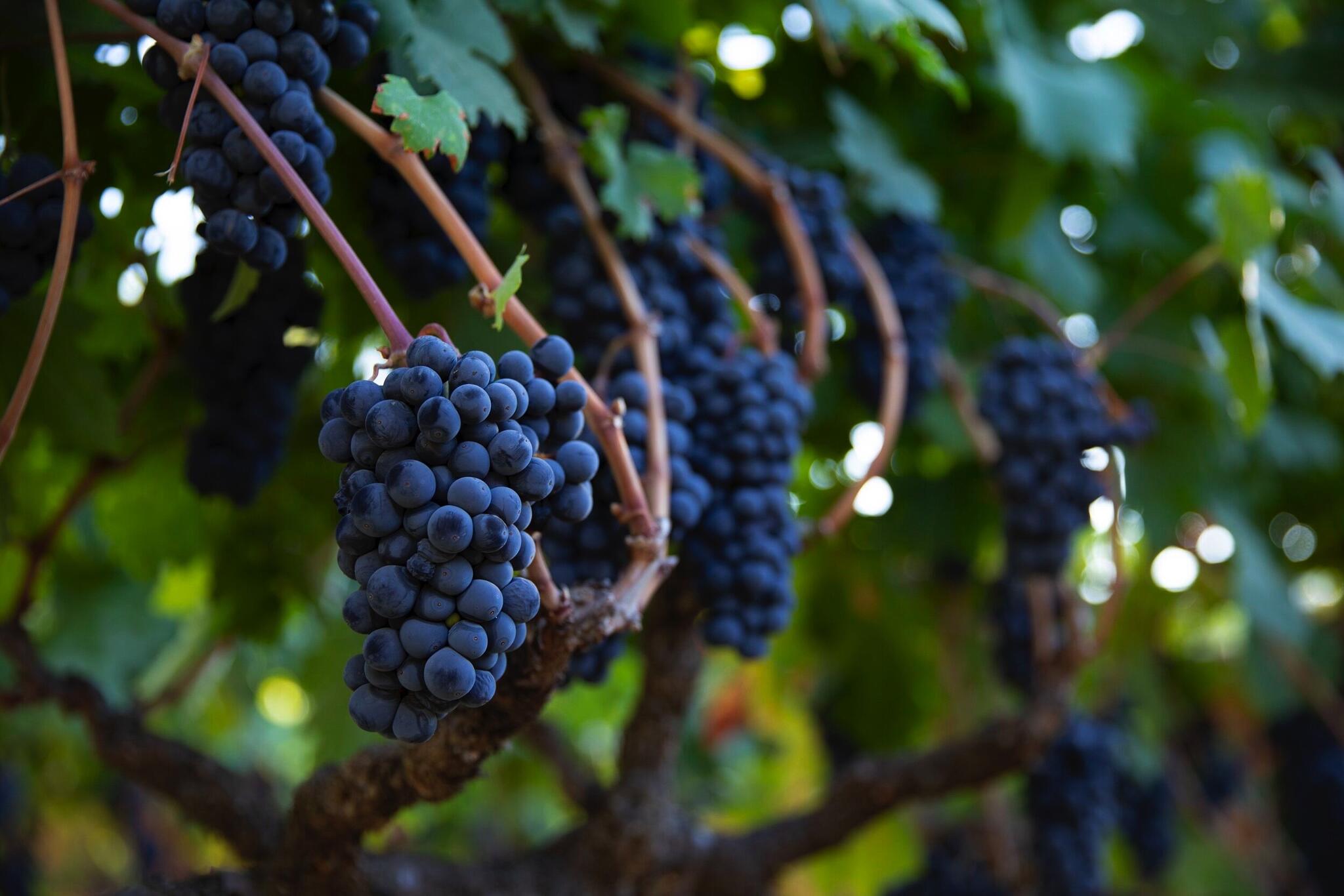 Green & Red Vineyard Cover Image
