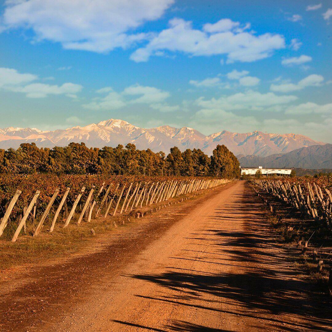Agostino Wines Cover Image